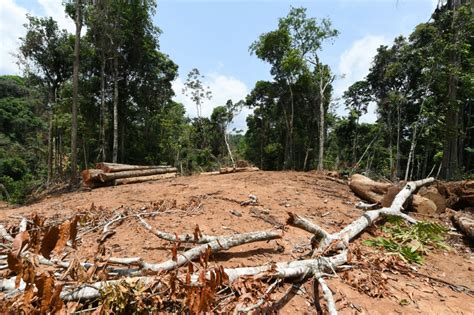 The Amazon Rainforest Has Nearly Reached A Critical Tipping Point