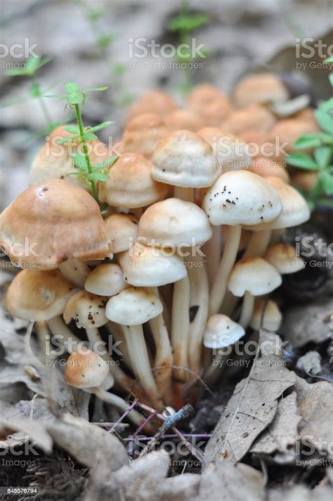 Group Of Mushrooms On Forest Floor Stock Photo Download Image Now