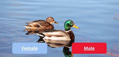 35 Types Of Ducks Identification Guide With Pictures Chickens And