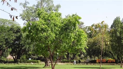 Plants of Lahore - Pakistan: Terminalia chebula- Hareer Tree