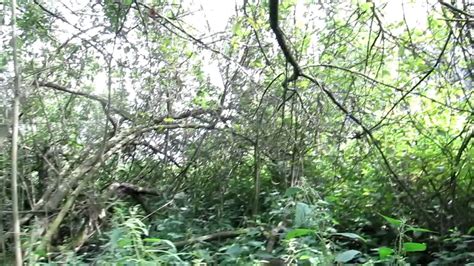 Maar Struinen In De Biesbosch YouTube