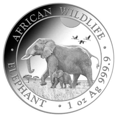 Somalia African Wildlife Elefant Oz Silber