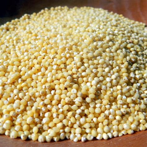 High Quality White Sorghum Bulk Red Sorghum For Sale From Tanzania