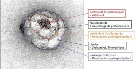 Hepatitis C May Have Been Observed Under a Microscope for the First Time
