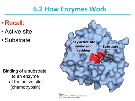 Chapter-6 enzymes - Biochemistry