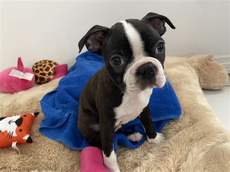 Boston Terrier Puppies For Sale | Tampa, FL #323041