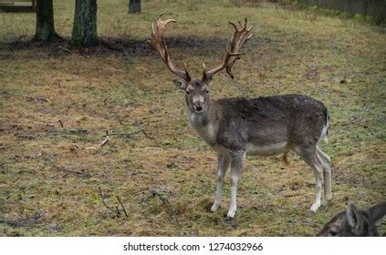 Single Antlered White Tailed Deer Buck Stock Photo 1262586334