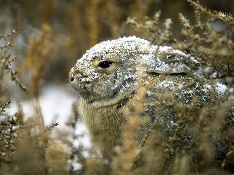 Eastern Cottontail Rabbit Facts | Anatomy, Diet, Habitat, Behavior - Animals Time