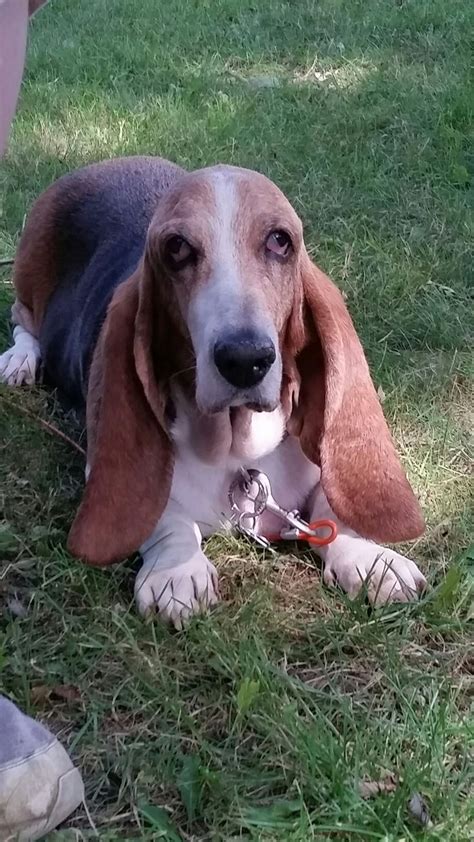 Pin By Kathy Shaw On Basset Hounds Basset Hound Basset Hound