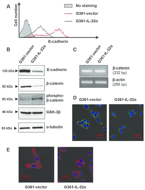 IL 32α overexpression downregulates E cadherin expression and induces