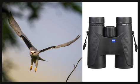 7 Best Binoculars For Birding In 2022 Outdoorphoto Blog