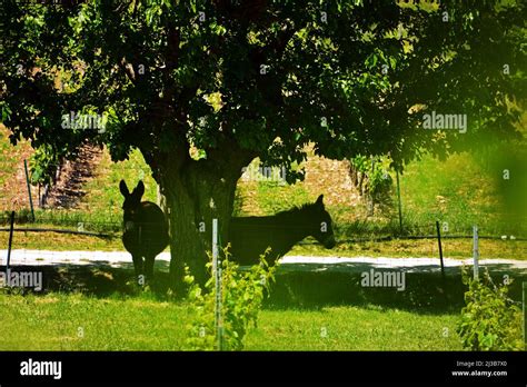 Donkeys In The Shade Of A Mulberry Tree Stock Photo Alamy