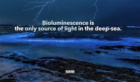 Interesting animals that use bioluminescence in the deep Ocean. - Ocean ...