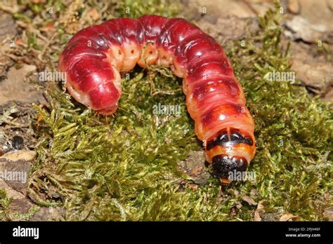 Goat moth (Cossus cossus), caterpillar Stock Photo - Alamy