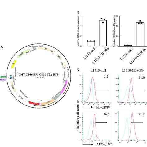 Construction Of A Lentiviral Vector Encoding Costimulatory Molecules