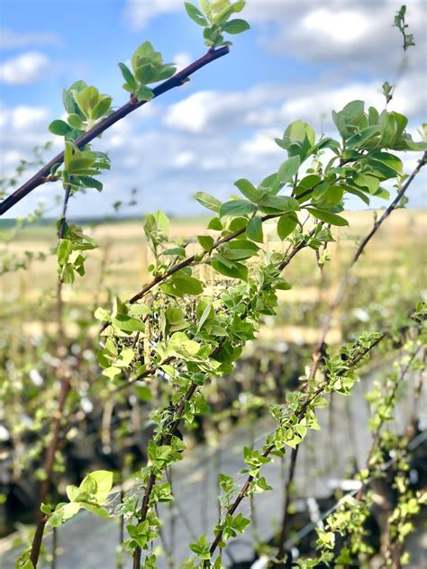 Salix Caprea Willow Goat