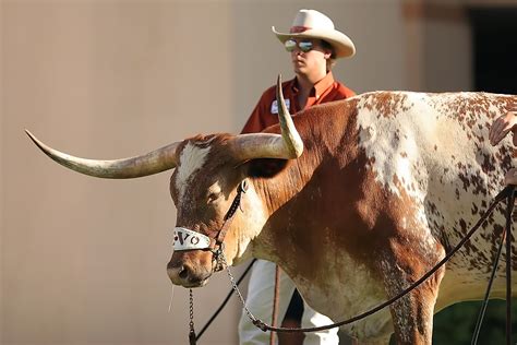 Free Images Horn Bull Cowboy Tradition Mascot College Texan