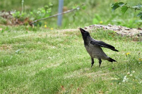 Hooded Crow Cry Photograph By Jouko Lehto Fine Art America