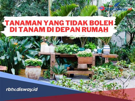 Mitos Atau Fakta Katanya Tanaman Ini Tidak Boleh Ditanam Di Depan Rumah