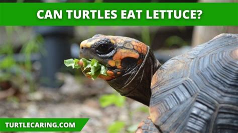 Can Turtles Eat Lettuce Turtle Caring