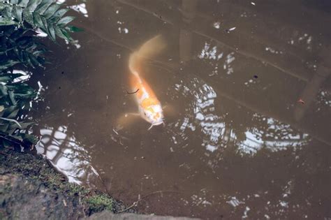 Premium Photo Koi Carp Fish Swimming In Muddy Water Of Pond