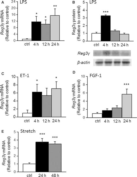 Regulation of regenerating islet derived 3γ Reg3γ expression in