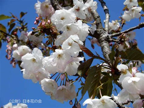 房桜 桜図鑑公益財団法人日本花の会