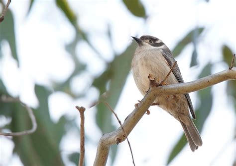 Brown Headed Honeyeater Images From Kooyoora State Park Flickr