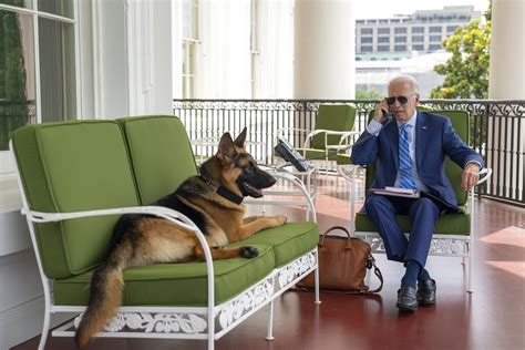 Cachorro de Joe Biden é afastado da Casa Branca após morder agente do