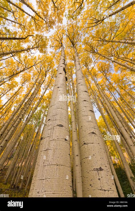 Quaking Aspen Populus Tremuloides Trees In Autumn Rocky Mountains