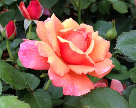 Роза Изи Даз Ит — фото и описание сорта с отзывами