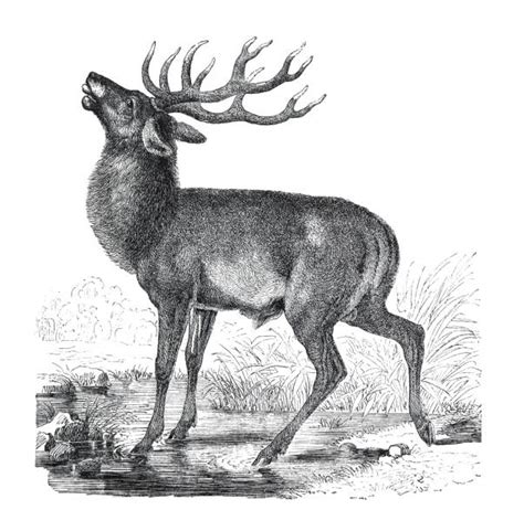 Deer Hunting Sketches