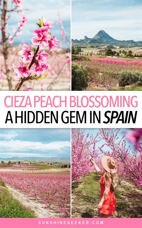 Experience The Amazing Peach Blossoming In Cieza Still A Secret In