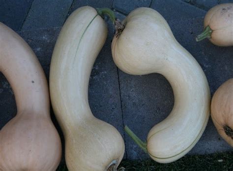 Pennsylvanian Dutch Crookneck Squash Wildrose Heritage Seed Company