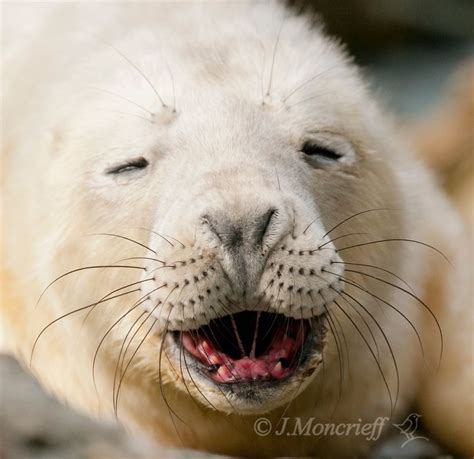 Seals Whales And Other Wildlife Laughing Grey Seal Pup Seal Pup