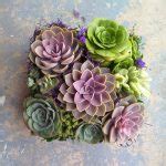 Summer Wood Box Succulent Arrangement Urban Succulents