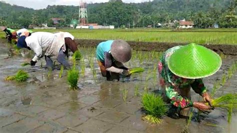 Petani Di Pangandaran Ramai Ramai Tanam Padi Organik Harapan Rakyat