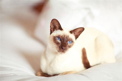 10 Most Intelligent Cat Breeds