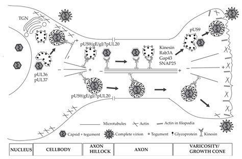 Hsv Assembly Transport And Exit From Neurons In The Cell Body