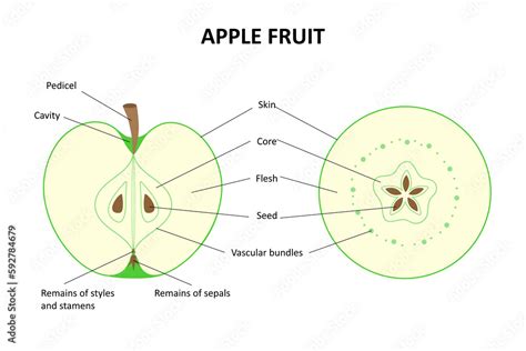 The Internal Structure Of The Fruit Of The Apple Tree Longitudinal