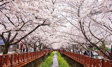 See The Best Spots For Celebrating Spring In South Korea Catch The