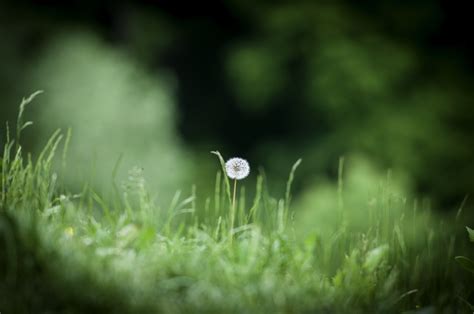 Kostenlose Foto Natur Gras Ast Licht Pflanze Rasen Fotografie