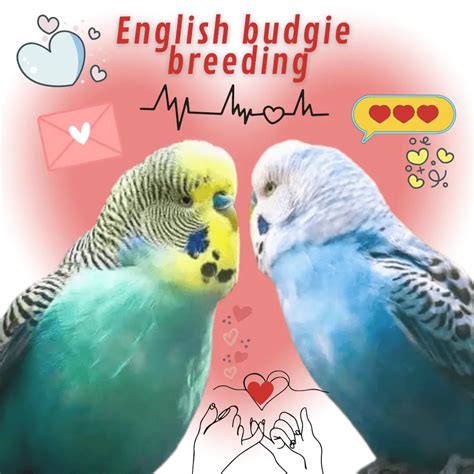 English budgie - Personality Colors Size Care and Breeding