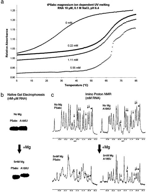 Formation Of A GNRA Tetraloop In P5abc Can Disrupt An Interdomain