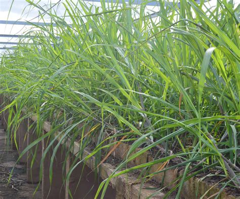 Plant Breeding Zimbabwe Sugar Association Experiment Station Zsaes