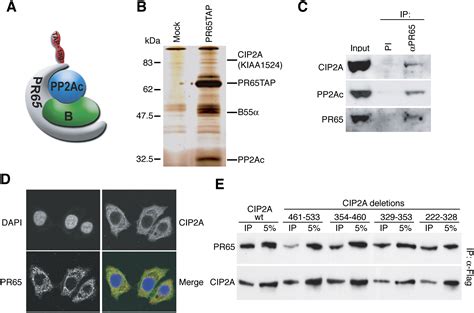 Cip2a Inhibits Pp2a In Human Malignancies Cell