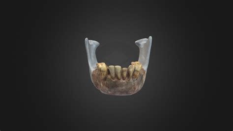 Ardipithecus ramidus mandible - Download Free 3D model by Digital Atlas ...