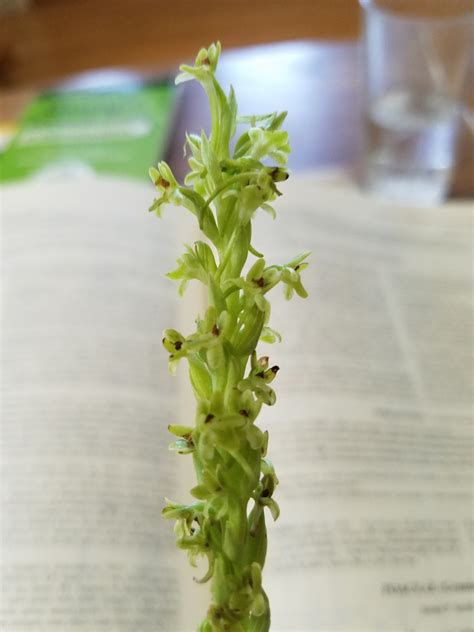 Piperia Michaelii Calflora