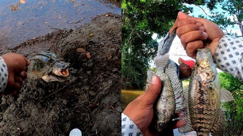 Pesca De Guapotes Tilapias Y Tortugas De Rio Con Lombriz De Tierra