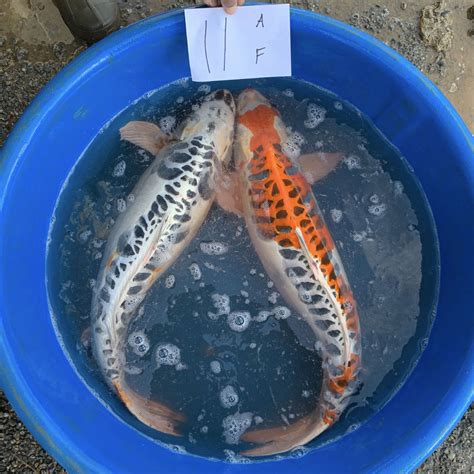 Koi Breeding Season What You Need To Know Next Day Koi